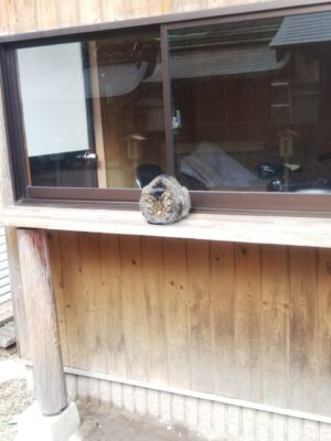 神社仏閣と猫の関係2nd