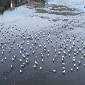 今年も終わり。