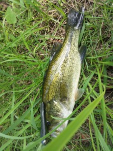 恒例の盆バス釣り