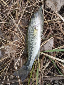 琵琶湖でバス釣り