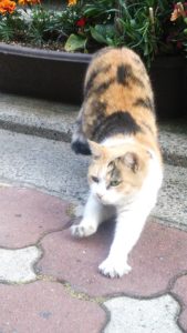 古き良き