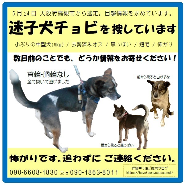 迷子犬 チョビ を捜しています 〜高槻市→〜 有限会社 文政堂